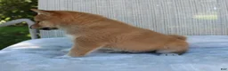Shiba Inu dogs for sale: Leo - Ad 4