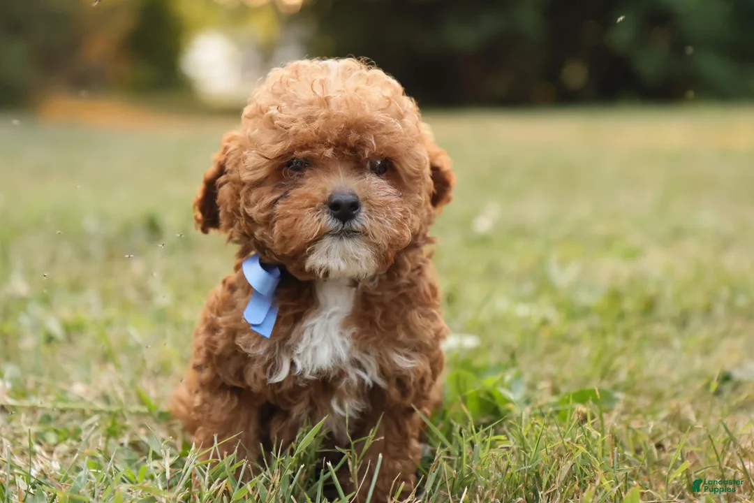 Toy Poodle dogs for sale: Reese - Ad 13