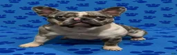 French Bulldog dogs for sale: Sage - Ad 9