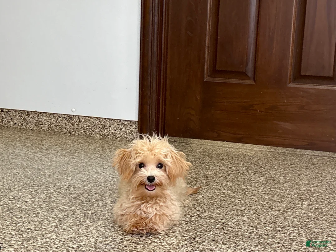 Maltipoo dogs for sale: Tiny - Ad 4