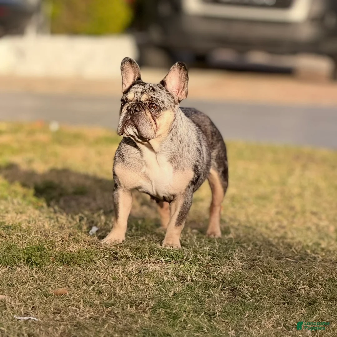 French Bulldog dogs for sale: Princess - Ad 1