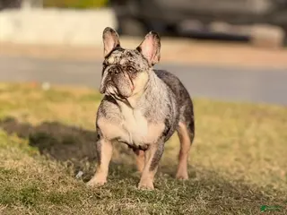 French Bulldog dogs Princess - Ad 21