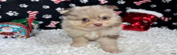 Pomeranian dogs for sale: Pomeranian Puppy 1 - Ad 1