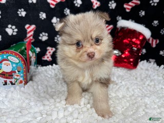 Pomeranian dogs Pomeranian Puppy 1 - Ad 9