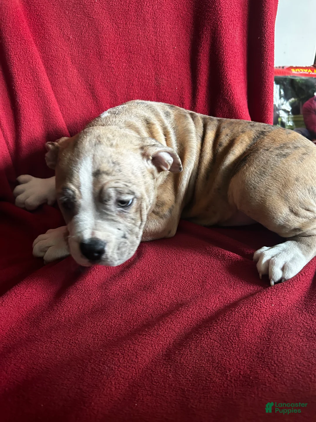 American Bully dogs for sale: American Bully Puppy 1 - Ad 2
