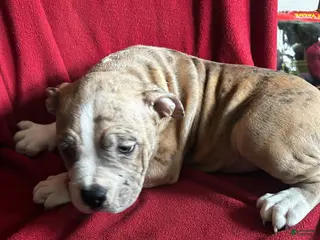 American Bully dogs for sale: American Bully Puppy 1 - Ad 1