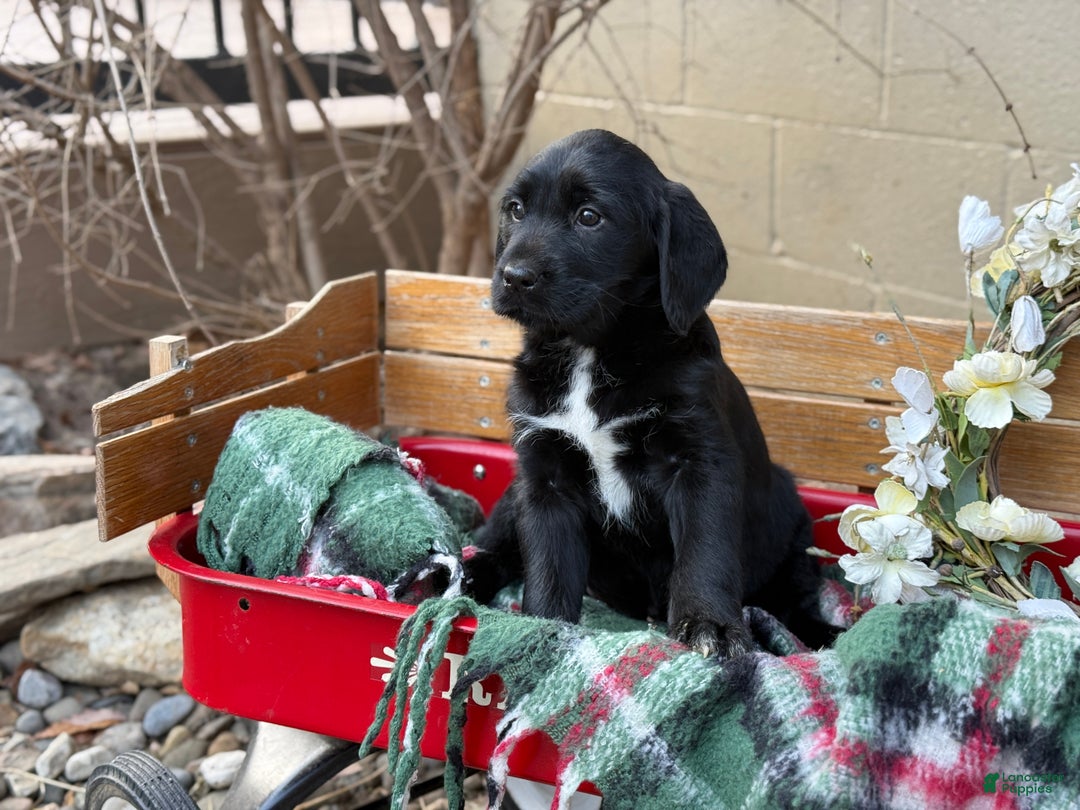 Mixed Breed dogs for sale: Rubie - Ad 7