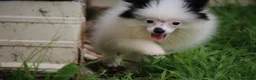 Pomsky dogs for sale: Tilly  - Ad 5
