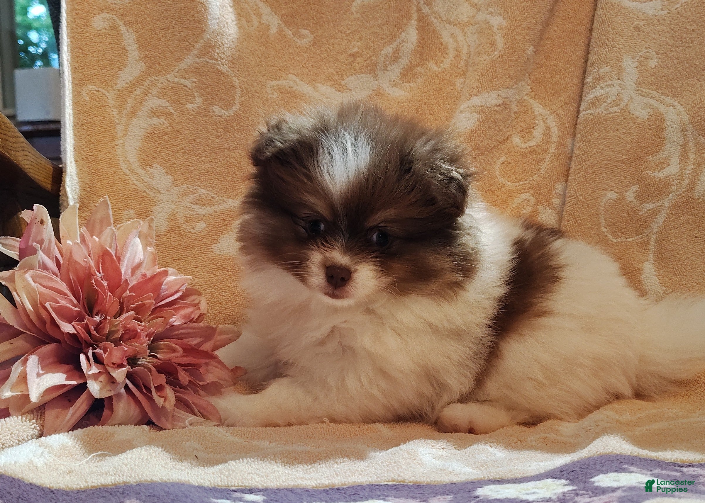 Pomeranian dogs Peachy keen - Ad 2