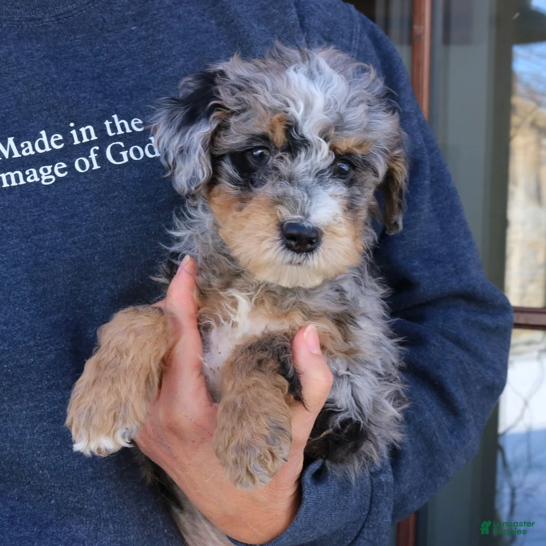 Mini Bernedoodle dogs for sale: Fletcher  - Ad 4