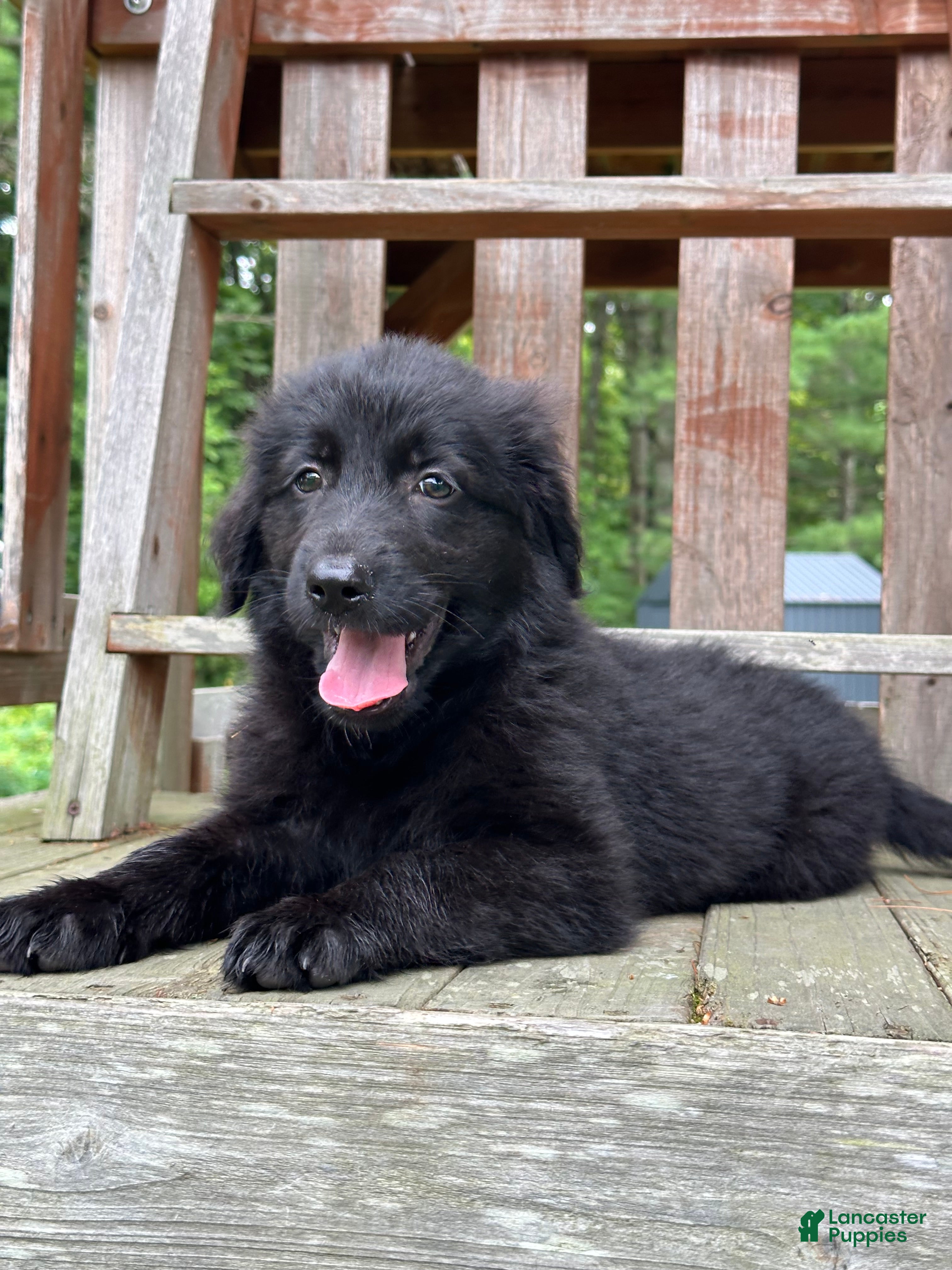 Golden Shepherd dogs for sale: Ember - Ad 2