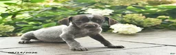 German Shorthaired Pointer dogs for sale: Dutchess  - Ad 3