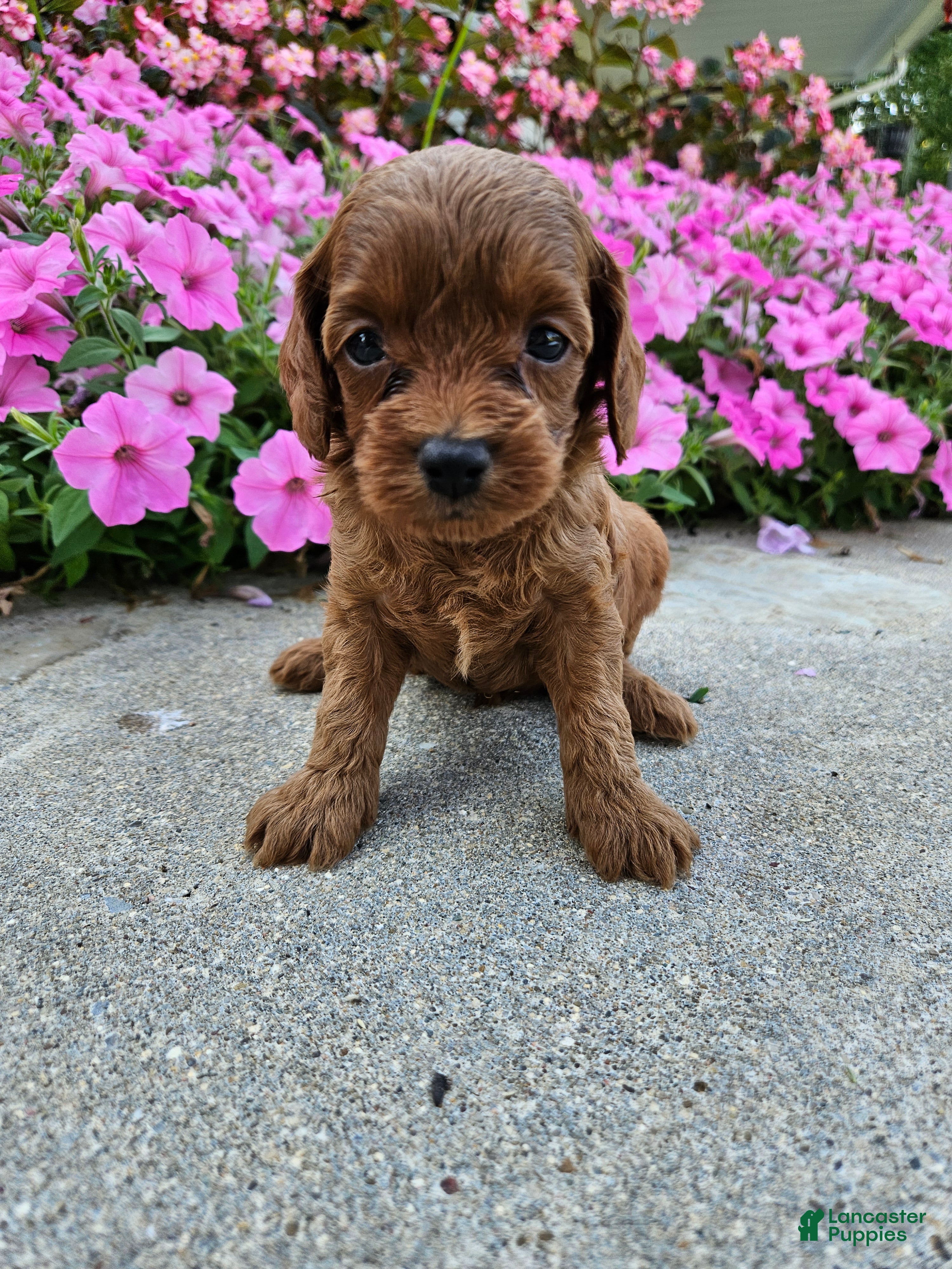 Cavapoo dogs Goose - Ad 10
