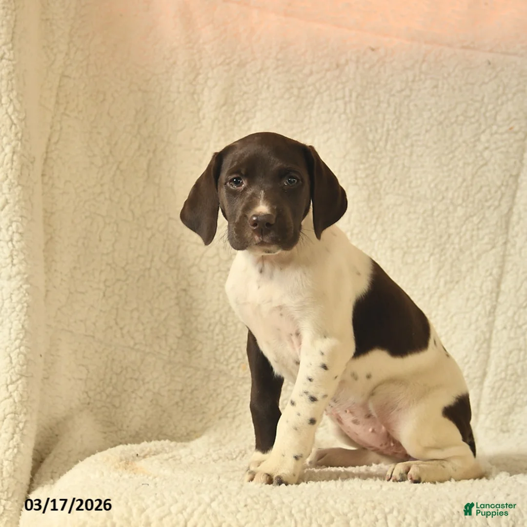 German Shorthaired Pointer dogs for sale: Millie  - Ad 5