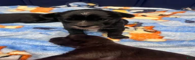Yorkiepoo 1