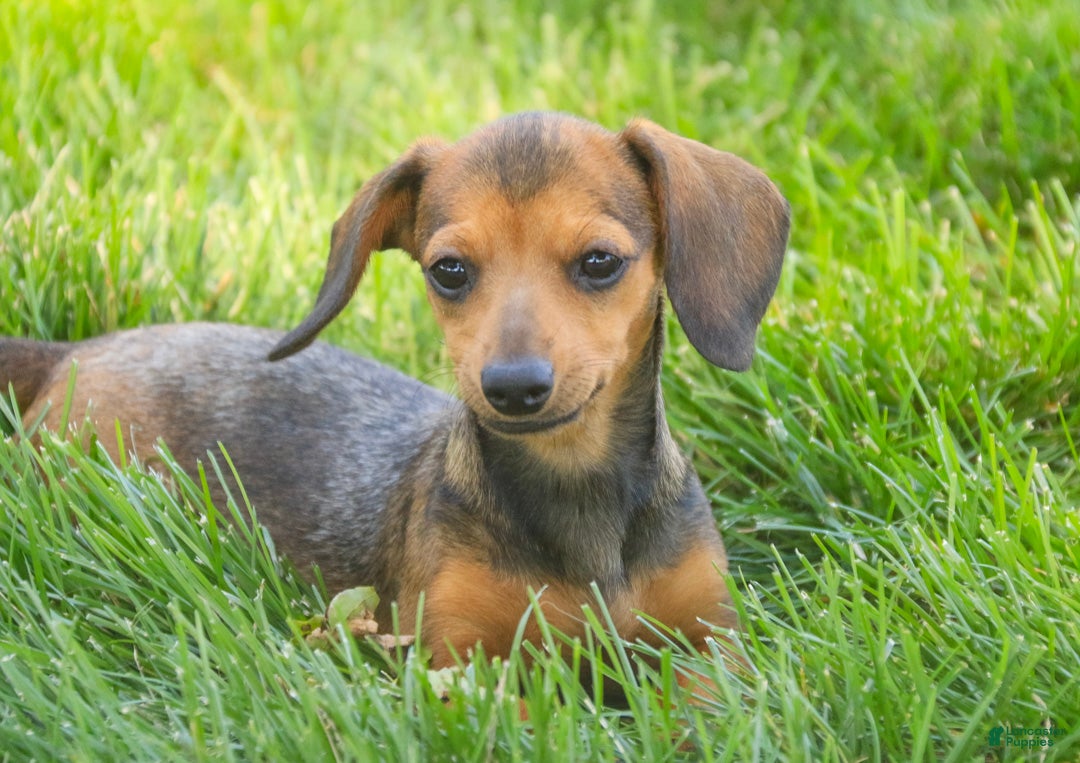 Miniature Dachshund dogs Rosie Miniature Dachshund  - Ad 2