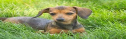 Miniature Dachshund dogs for sale: Rosie Miniature Dachshund  - Ad 2