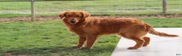 Golden Retriever dogs for sale: Iris - Ad 9