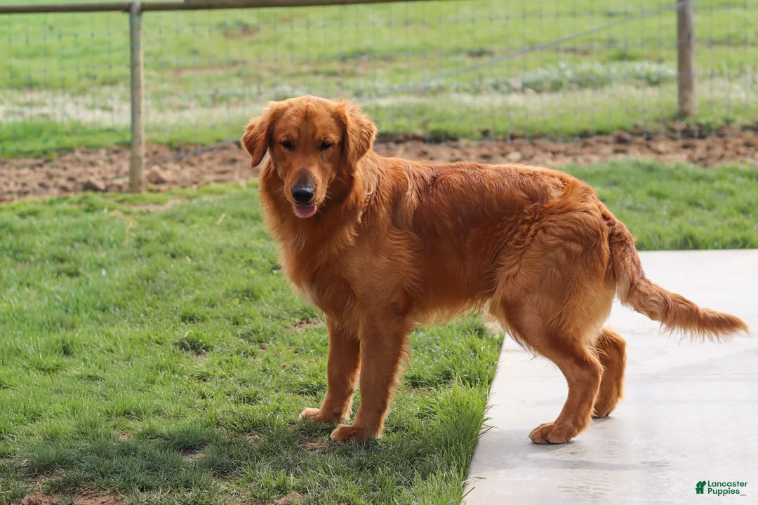 Golden Retriever dogs for sale: Iris - Ad 9