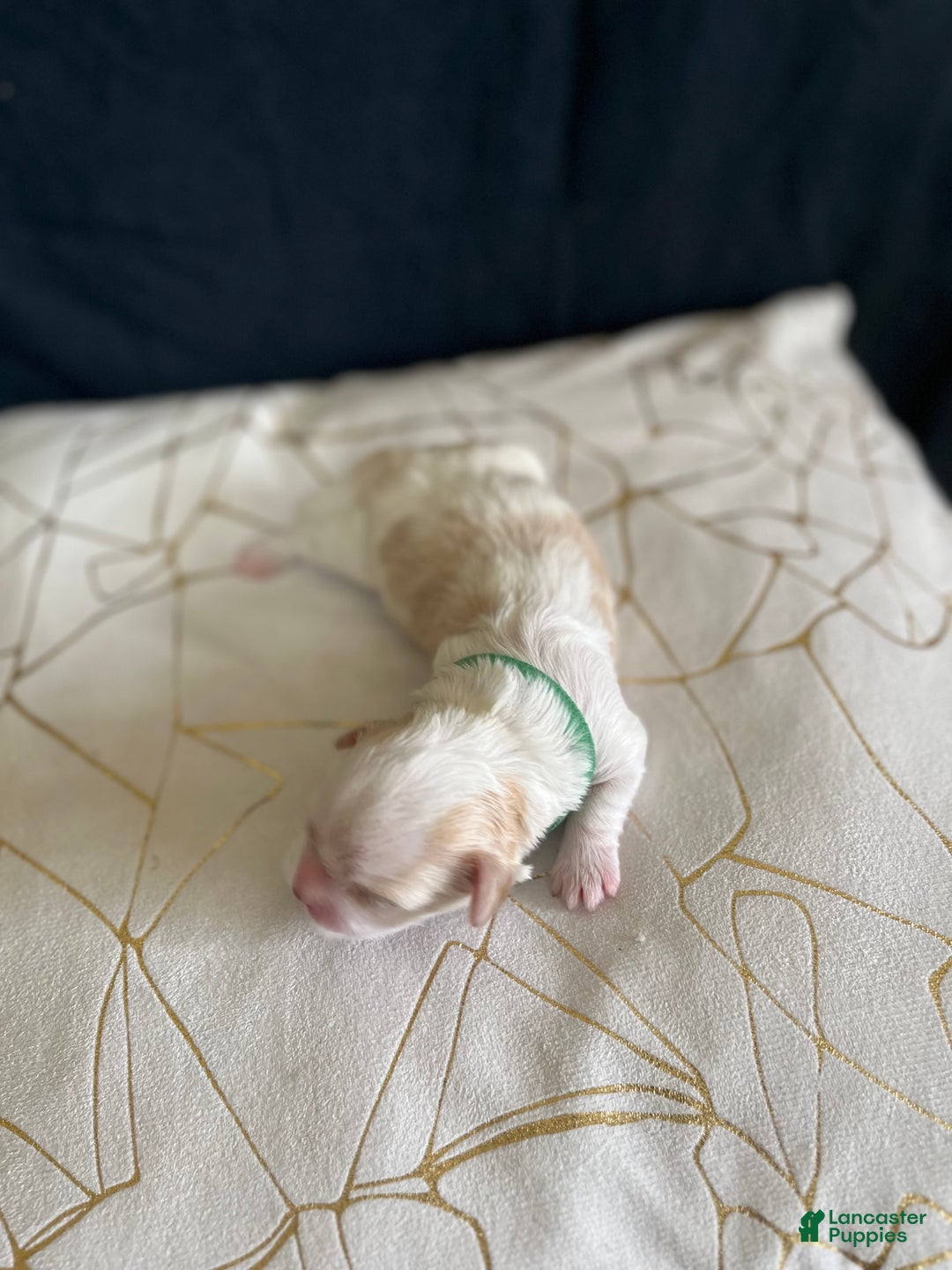 Shih Tzu dogs for sale: Clover - Ad 6