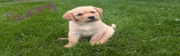 Labrador Retriever dogs for sale: Sunny - Ad 2