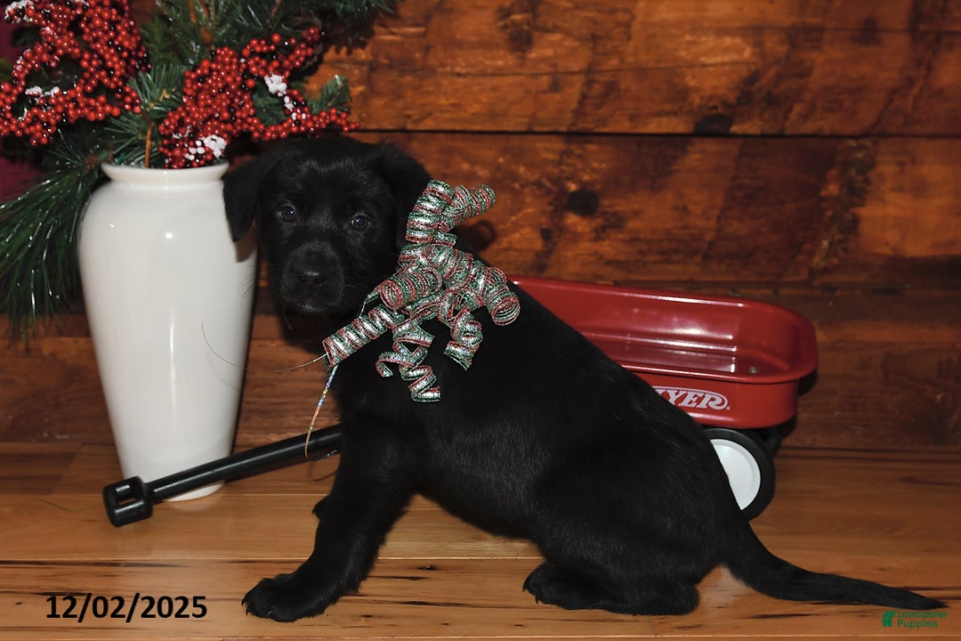 Mixed Breed dogs for sale: Noel - Ad 1