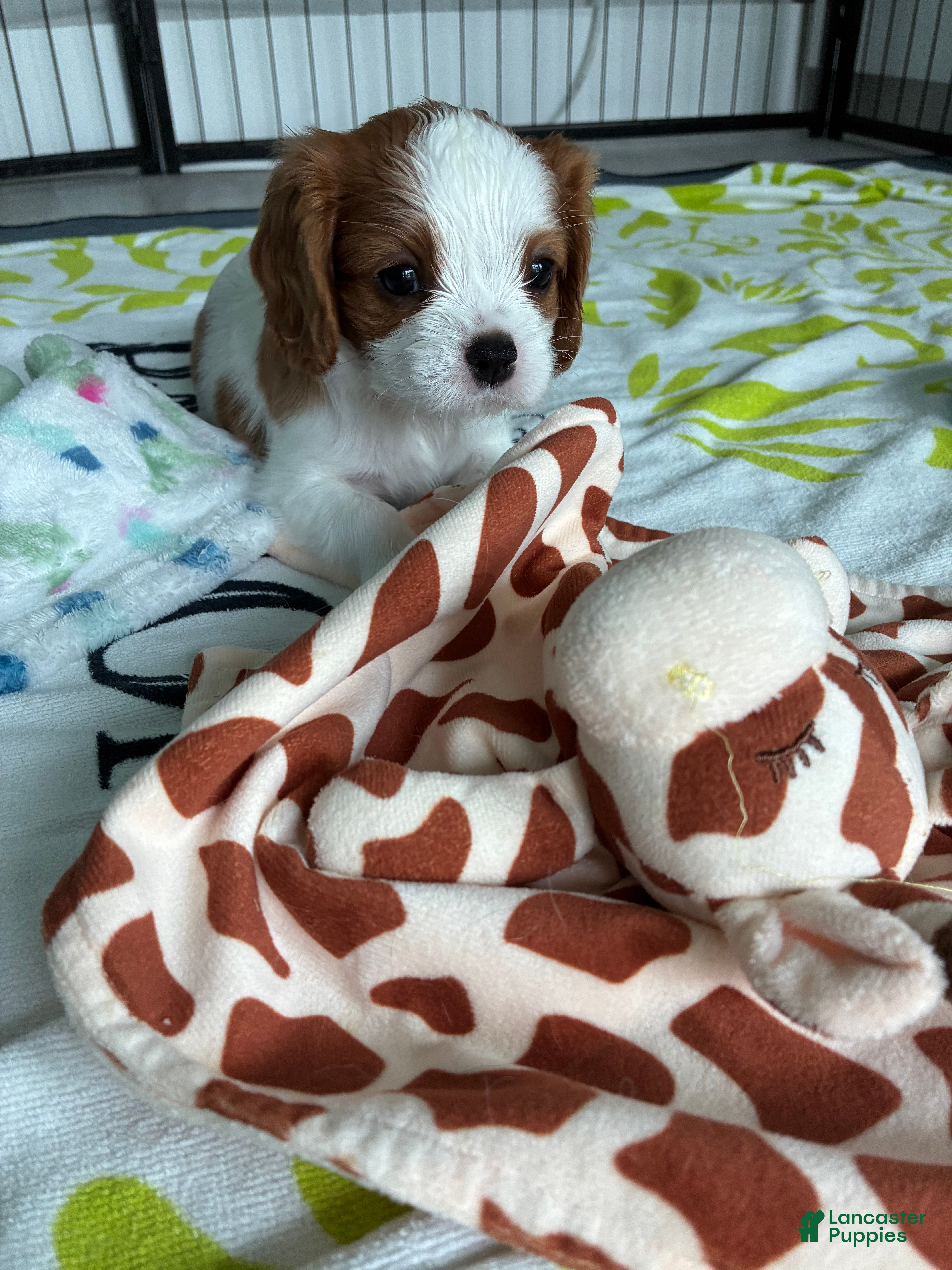 Cavalier King Charles Spaniel dogs Bean - Ad 2
