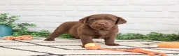 Labrador Retriever dogs for sale: Pumbaa  - Ad 1