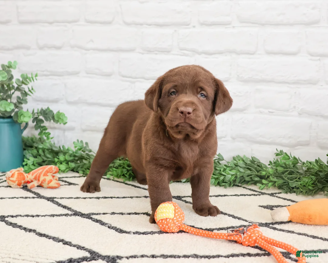 Labrador Retriever dogs for sale: Pumbaa  - Ad 1