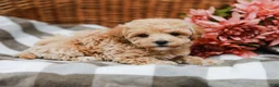 Maltipoo dogs for sale: Darla - Ad 6