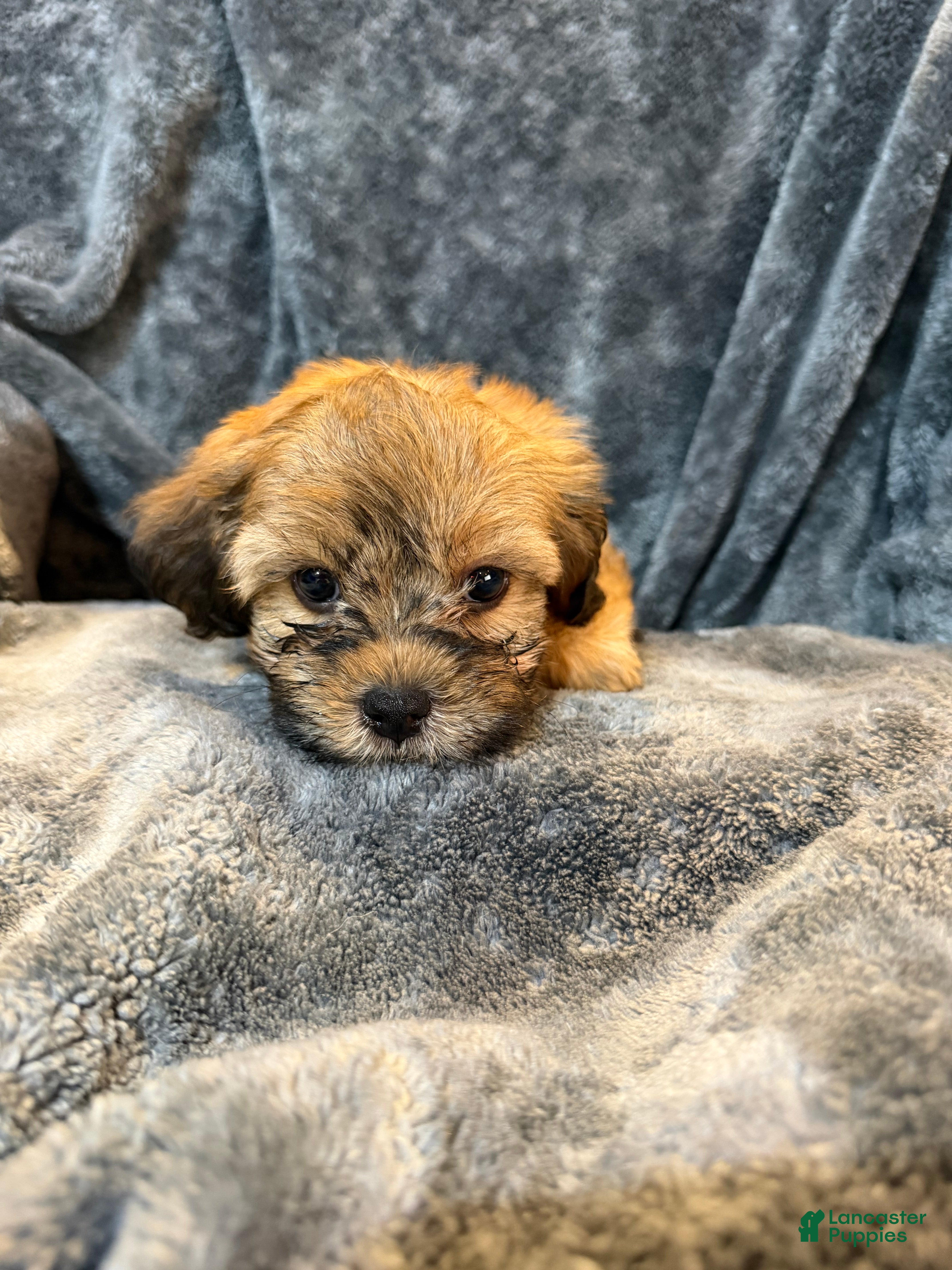 Mixed Breed dogs Lucky  - Ad 1