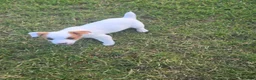 Jack Russell Terrier dogs for sale: Jack Russell Terrier 2 - Ad 2