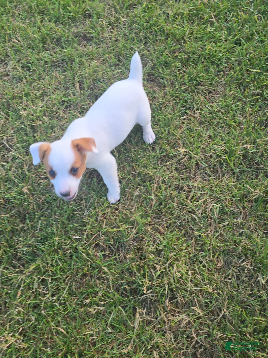 Jack Russell Terrier dogs for sale: Jack Russell Terrier 2 - Ad 2