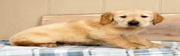Golden Retriever dogs for sale: Brinkley - Ad 4