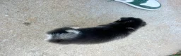 Siberian Husky dogs for sale: Tank - Ad 8