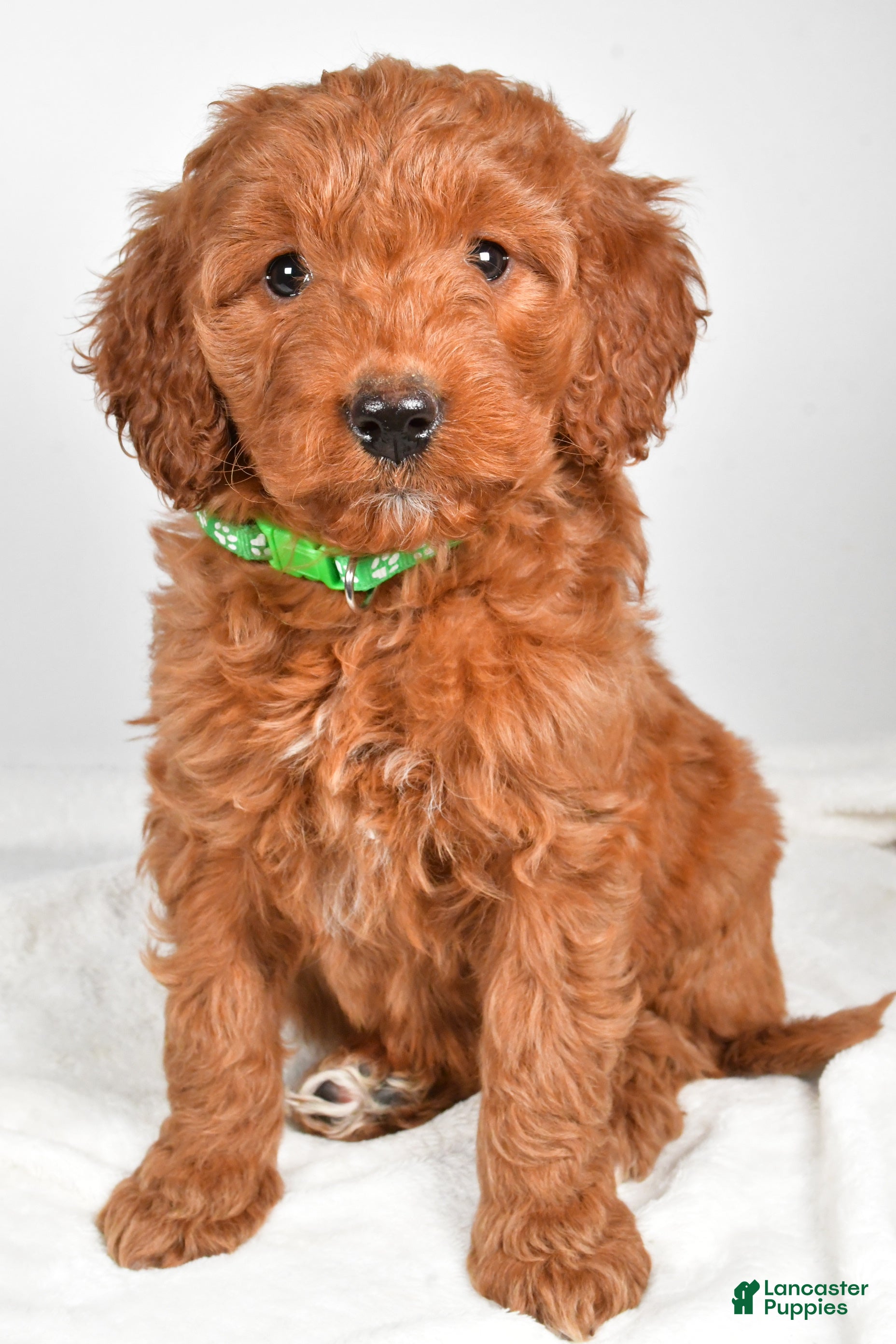 Goldendoodle dogs Page - Ad 1