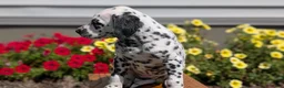 Dalmatian dogs for sale: Ariel - Ad 7