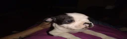 Boston Terrier dogs for sale: Honey Bunny Boston Terrier 4 - Ad 3