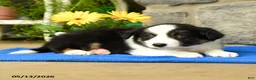 Border Collie dogs for sale: Kyle - Ad 2