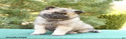 Keeshond dogs for sale: Sailor - Ad 3