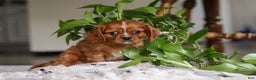 Cavalier King Charles Spaniel dogs for sale: Riley - Ad 4