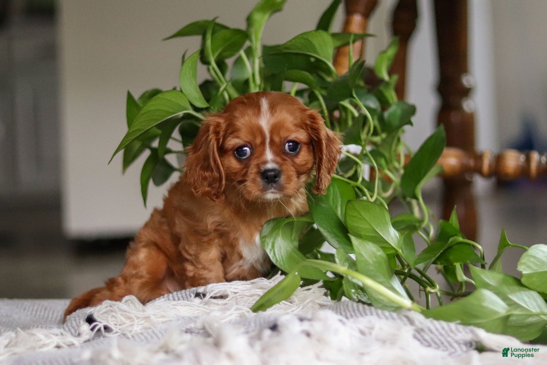 Cavalier King Charles Spaniel dogs for sale: Riley - Ad 4