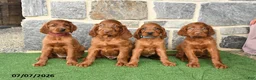 Irish Setter dogs for sale: Cuddles - Ad 5