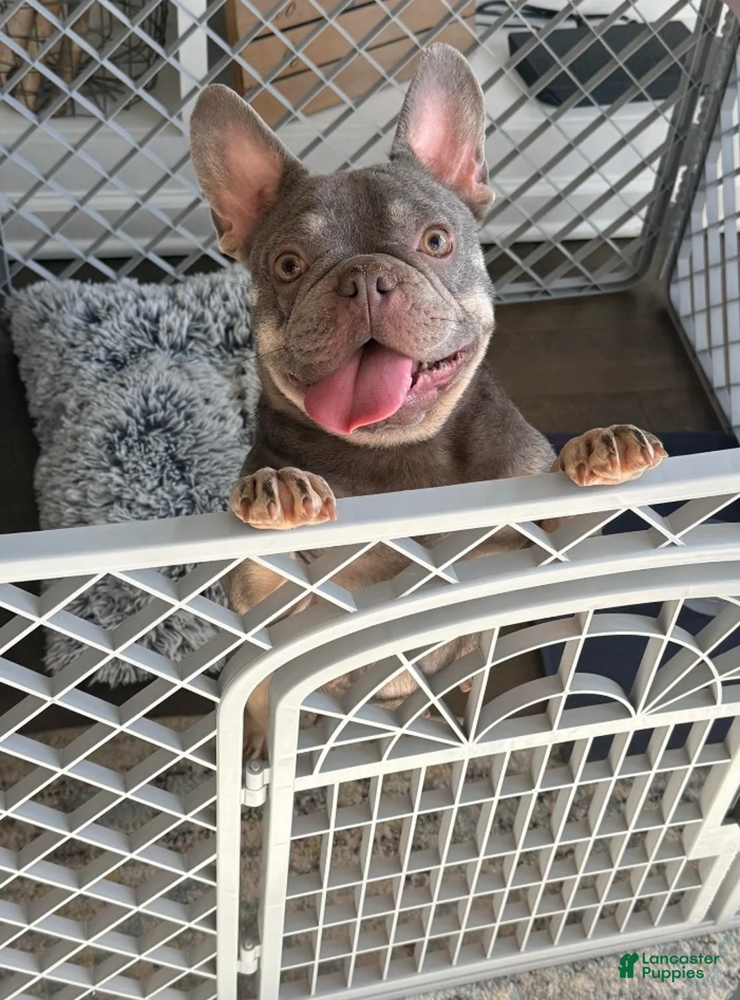 French Bulldog dogs for sale: French Bulldog - Kit Kat  - Ad 3