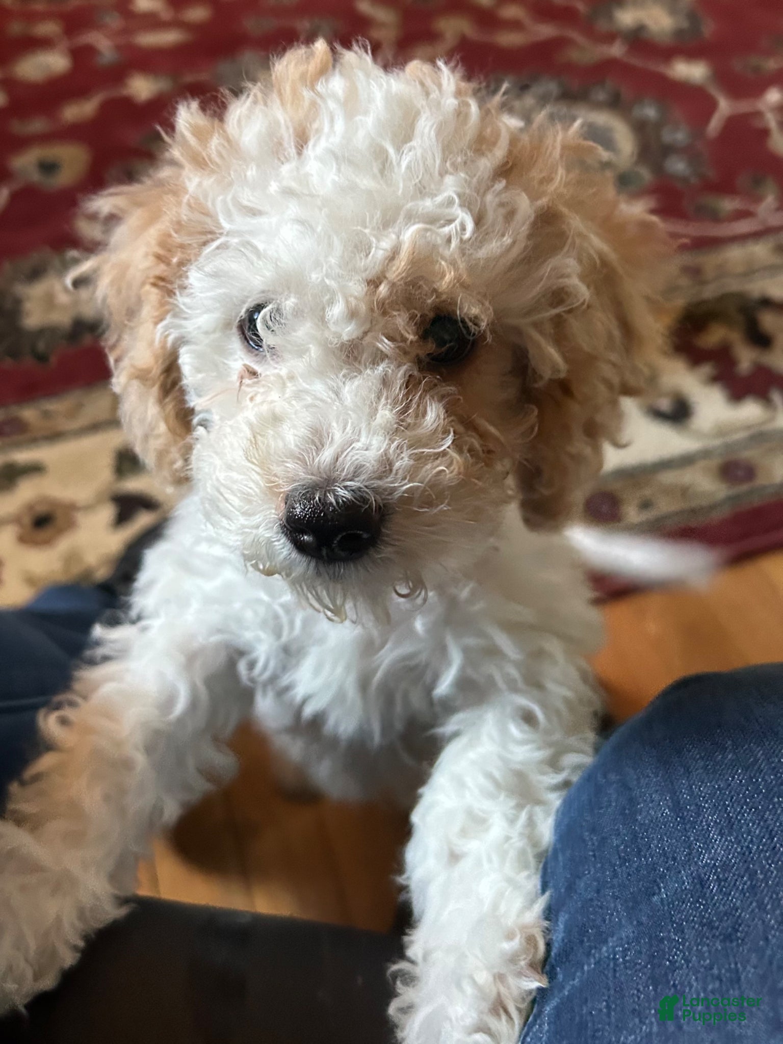 Cavapoo dogs Jojo Cavapoo Puppy 2 - Ad 1