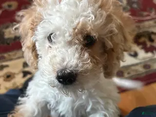 Cavapoo dogs Jojo Cavapoo Puppy 2 - Ad 1