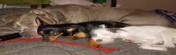 Chiweenie dogs for sale: Oreo - Ad 2