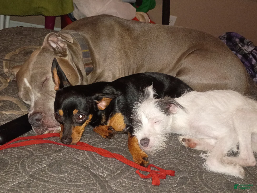 Chiweenie dogs for sale: Oreo - Ad 2