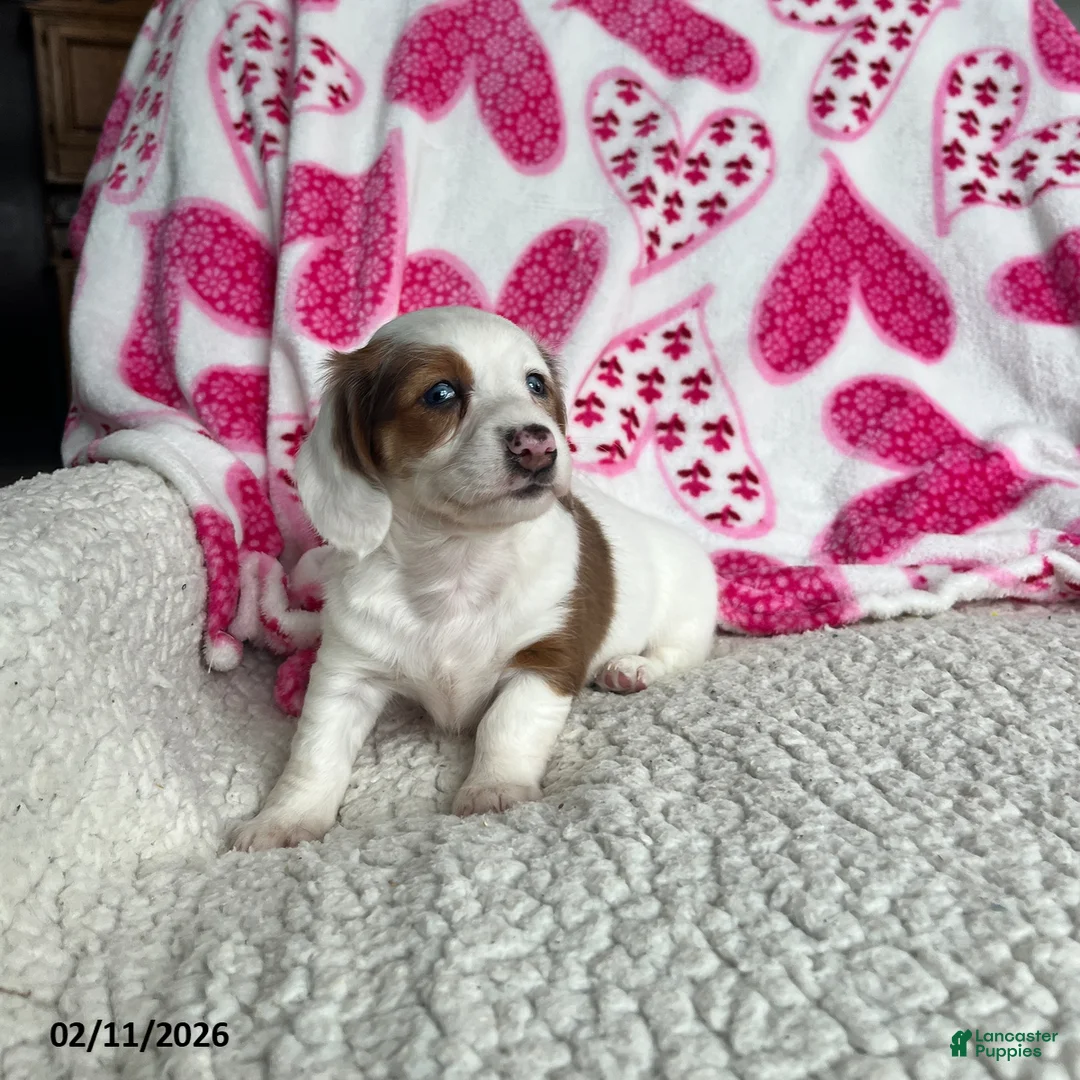 Miniature Dachshund dogs for sale: Lily - Ad 2