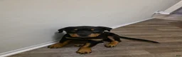 Rottweiler dogs for sale: Rottweiler Puppy 1 - Ad 7